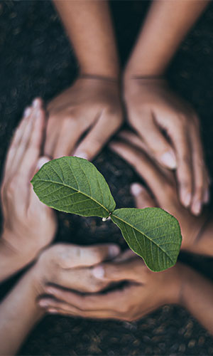 SCI Sustainability Hands surround a plant sprout in dirt