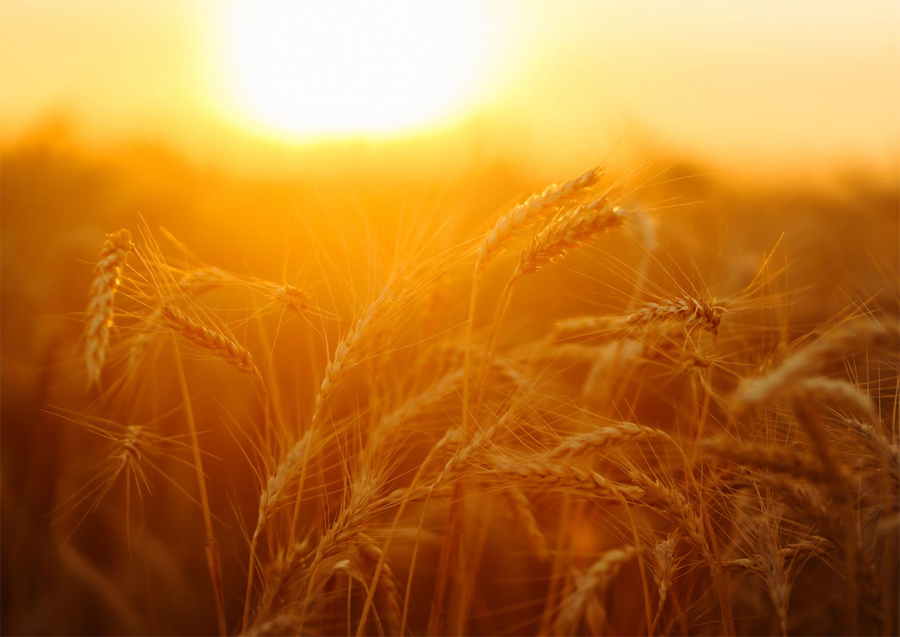 Harvest Of Light Event Graphic