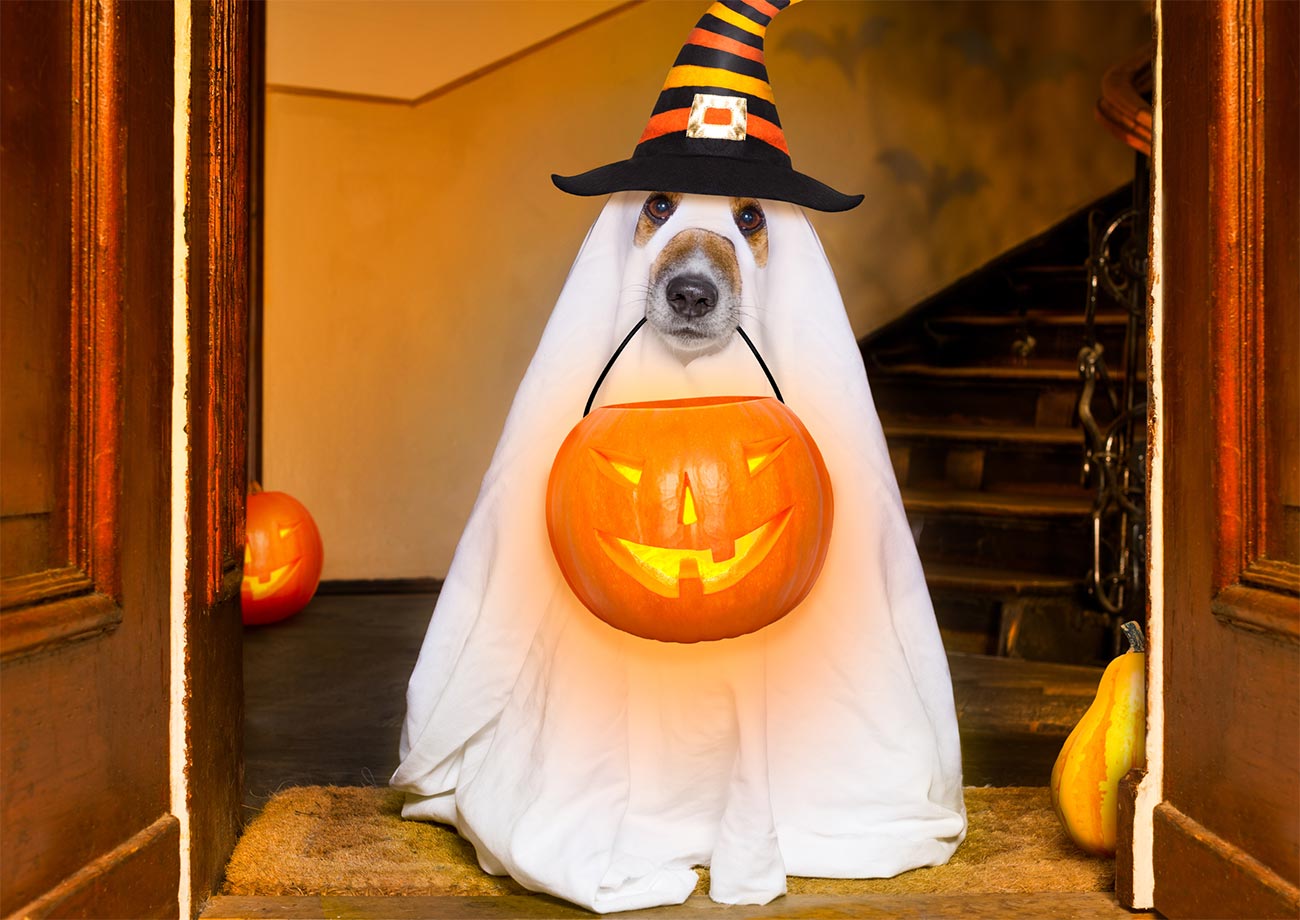 Website Featured Image Pet Costume Contest Pet contest image