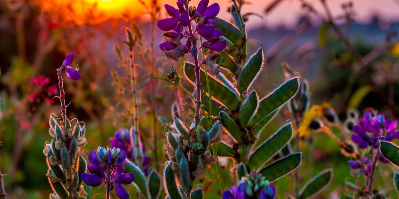 First Look: Lighting the Season Ahead pre‑spring tabletop showcase