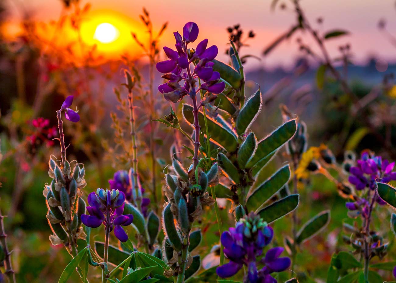 First Look: Lighting the Season Ahead pre‑spring tabletop showcase