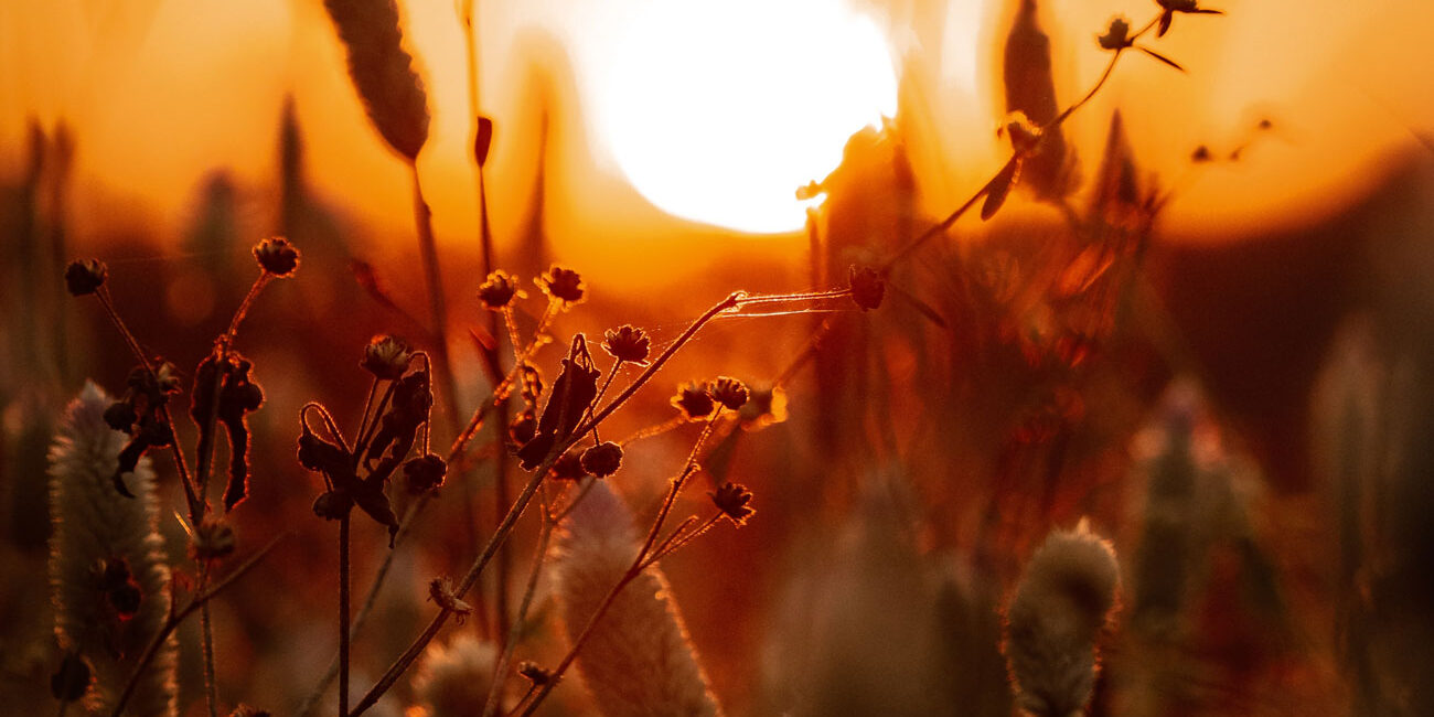 A photo of wild plants at golden hour