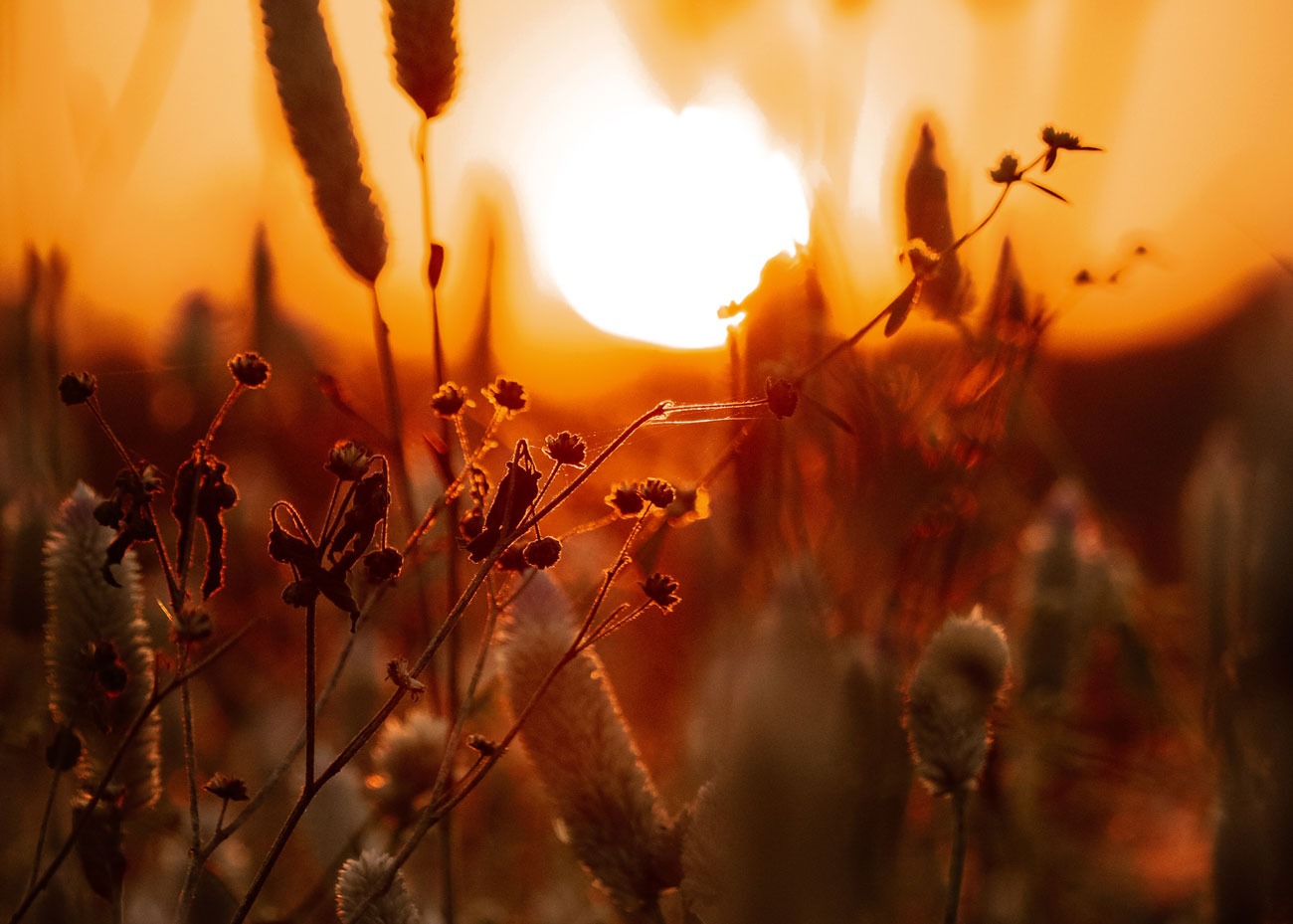 A photo of wild plants at golden hour