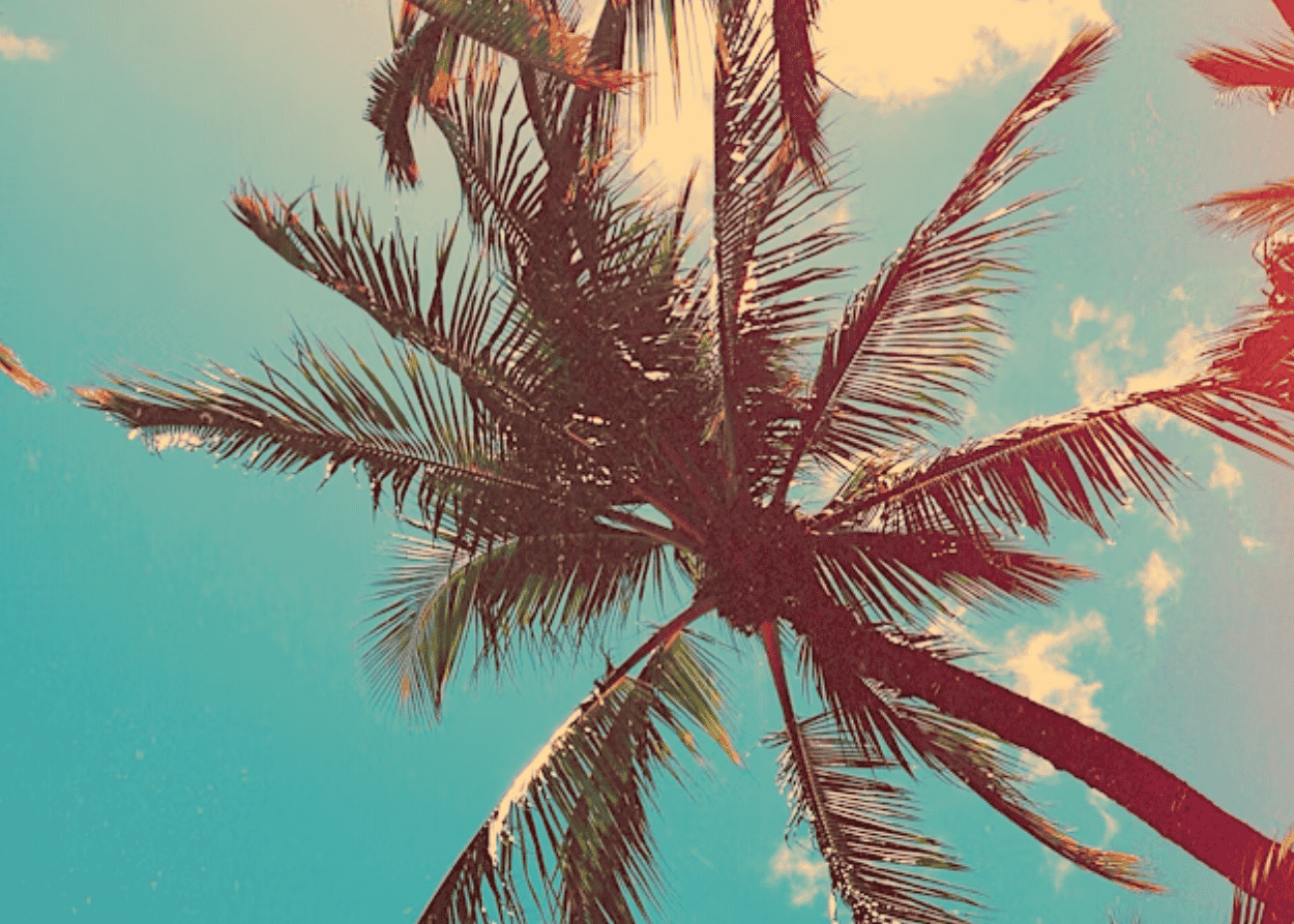 Sip Into Summer Website Graphic (1)